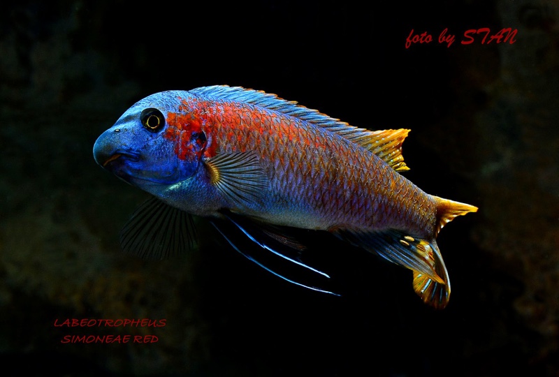 Labeotropheus trewavasae 'Makankha Reef'